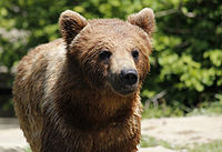Brun bjørn (Ursus arctos)