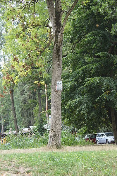 File:Běleč nad Orlicí, rybník, strom na hrázi.jpg