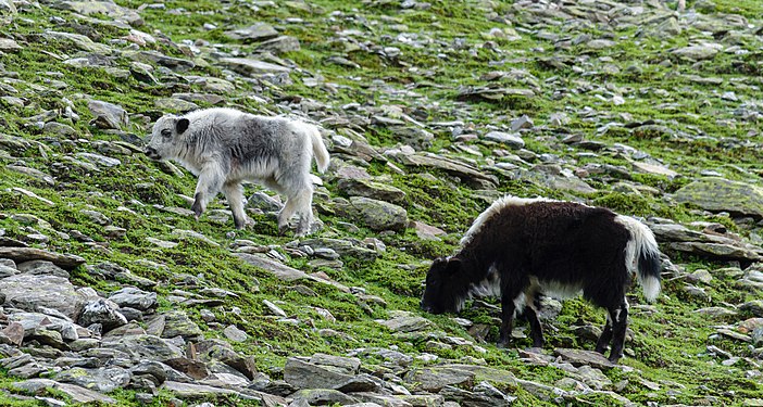 Grazing domestic yak calves (Bos grunniens) in South Tyrol