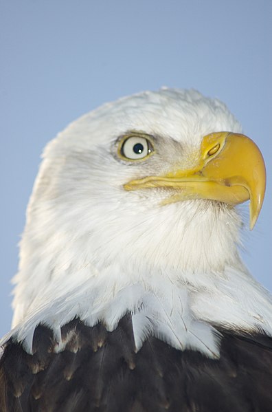 File:Bald Eagle Alaska (5).jpg