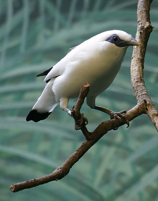 Bali Mynah - Houston Zoo