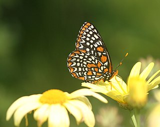 <span class="mw-page-title-main">Baltimore checkerspot</span> Species of butterfly