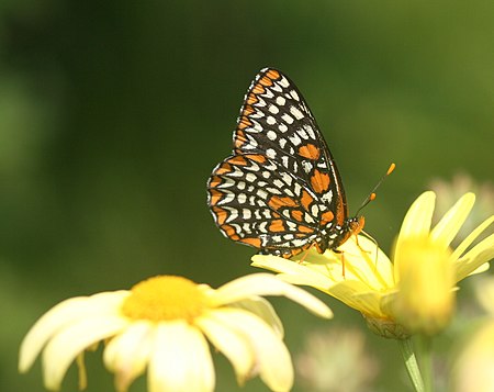 Euphydryas phaeton