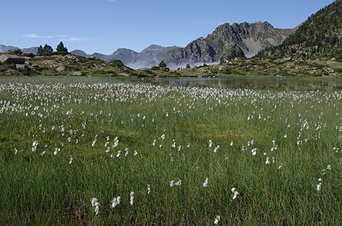 Common cottongrass grows in the shallow parts of the lake.