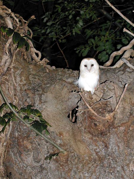 ไฟล์:Barn_Owl_Worcestershire_1.jpg