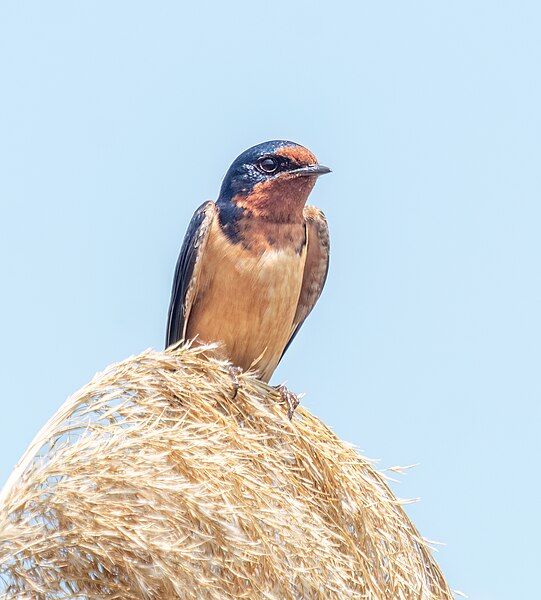 File:Barn swallow in Montezuma (14426).jpg