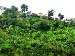 Barrio Espino, Lares, Puerto Rico 02.png