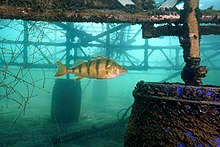 Perch on sunken scaffolding Barsch an versenktem Baugerust.jpg