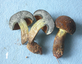 Basidiomata of boletes (10.3897-mycokeys.46.31470) Figure 5f.png