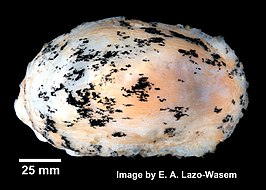 Bathyberthella antarctica