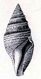 <i>Bathytoma viabrunnea</i> species of mollusc