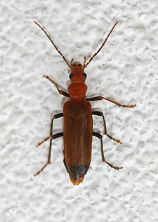 Wharf borer Species of beetle