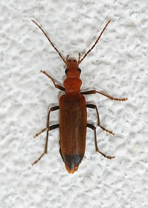 Kuvaus Beetle Toukokuu 2009-5.jpg -kuvasta.