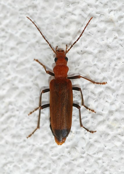 File:Beetle May 2009-5.jpg