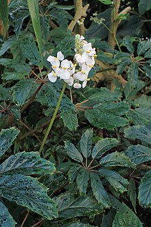 Begonia carolineifolia kz05.jpg