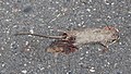 * Nomination Beinan Township, Taitung, Taiwan: A road kill (flat rat) on the parking lot of Beinan Cultural Park. --Cccefalon 04:16, 29 April 2016 (UTC) * Promotion Delicious :) QI --Poco a poco 18:31, 29 April 2016 (UTC)