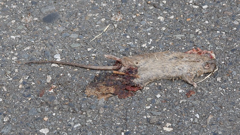 File:Beinan Taitung Taiwan Road-kill-01.jpg