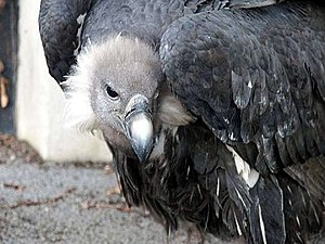 A Bengal Vulture (Gyps bengalensis)