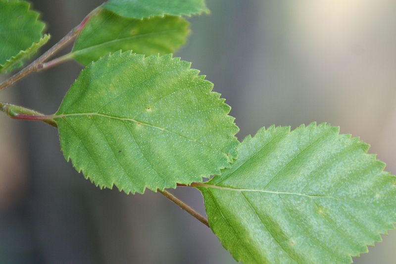 File:Betula Fruticosa Oulu 04.JPG