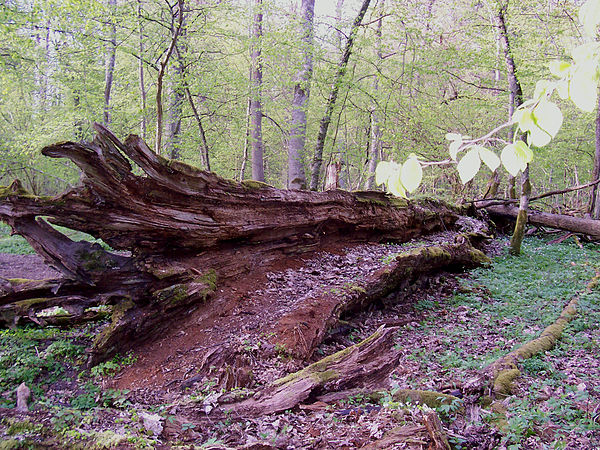 Part of primaeval forest with dead 450-year-old oak in Białowieża National Park, Poland