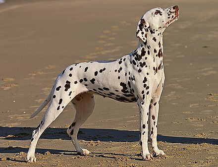 A liver Dalmatian female