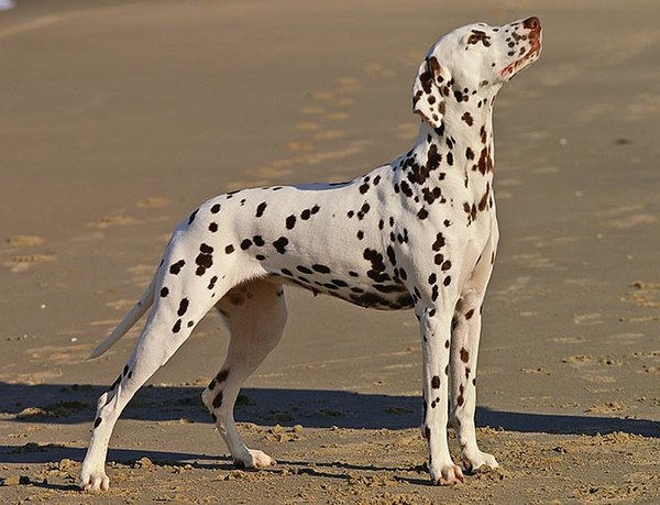 A brown Dalmatian female