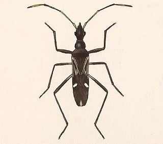 <i>Heraeus</i> (bug) Genus of true bugs