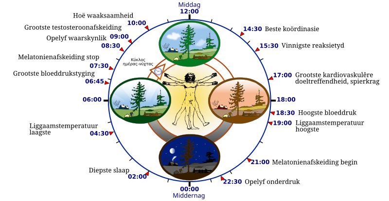 File:Biological clock human-af.svg