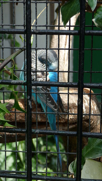 A Budgerigar in the aviary in Clissold Park, S...