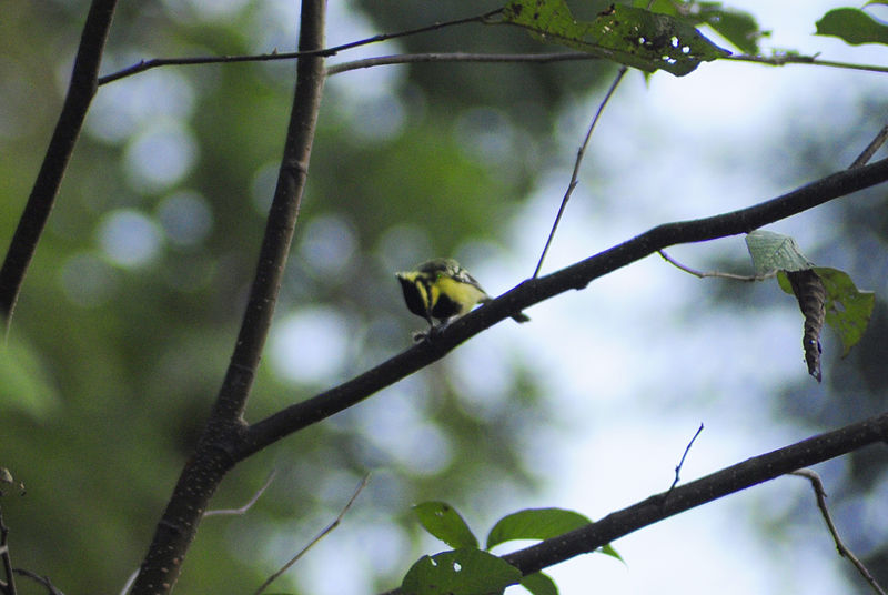 File:Birds in Sundarijal Nepal (3).JPG