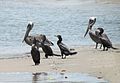 * Nomination Birds in Tacarigua Lagoons, Miranda State, Venezuela --The Photographer 20:23, 8 July 2012 (UTC) * Decline Main problem: Strong CA (chromatic aberration). --NorbertNagel 21:18, 8 July 2012 (UTC) Fixed --The Photographer 21:15, 8 July 2012 (UTC) white halos around the birds; extensive noise --AzaToth 16:57, 9 July 2012 (UTC)