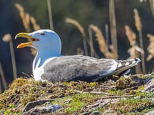 Great black-backed gull (Larus marinus) sitting on a nest of eggs in Sweden in 2016 Birds of Sweden 2016 20.jpg