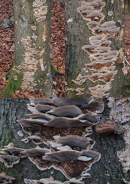 File:Bjerkandera adusta (Smoky Bracket, D= Angebrannter Rauchporling, F= Polypore brûlé, NL= Grijze buisjeszwam) white spores and causes white rot at Rozendaal - panoramio.jpg