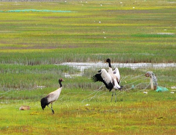 Black-necked cranes