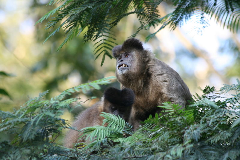 File:Black tufted capuchin (S. nigritus) 2.jpg