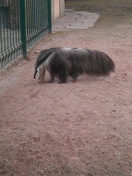 File:Blackpool Zoo, Giant Anteater.jpg