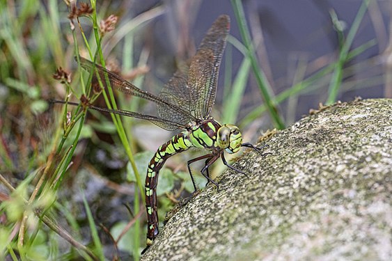 Libelle Blaugrüne Mosaikjungfer am Gartenteich