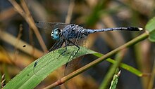 Diplacodes trivialis (male) Blue dragon sal.jpg