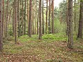 Čeština: Les přírodní rezervace Bořinka. Okres České Krumlov, Česká republika.