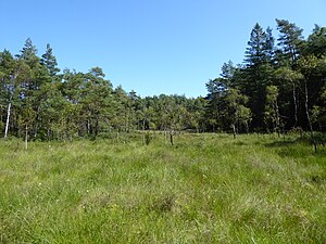 Mossen som förbinder Skyrsjön med Sirtjärnen i juli 2024.