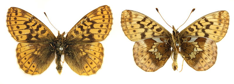 File:Boloria frigga SLU.JPG