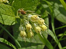 Boraginaceae - Symphytum bulbosum.JPG