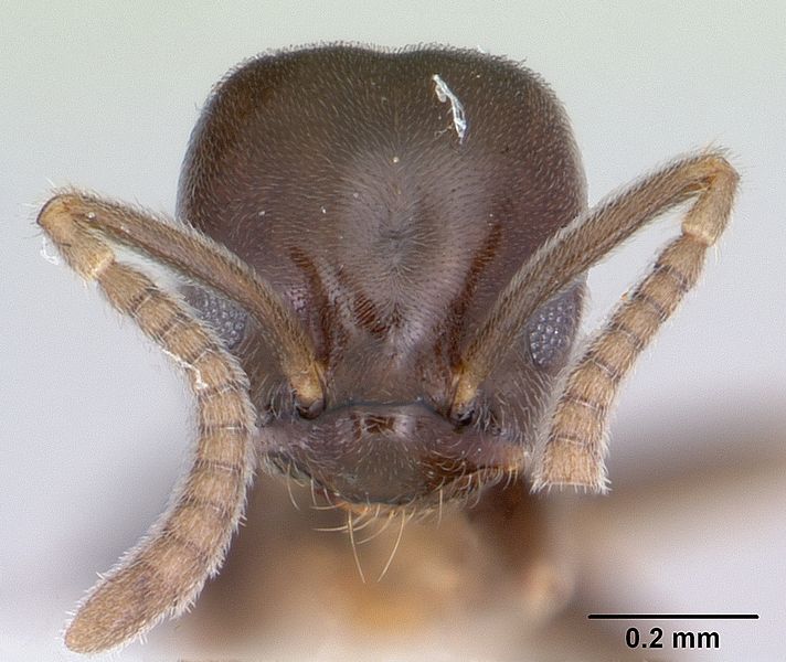 File:Bothriomyrmex paradoxus jtlc000003512 head 1.jpg