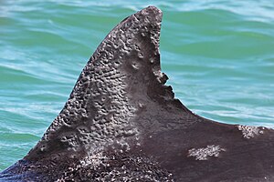 Infected dorsal fin of wild bottle-nosed dolphin, Gulfo Dulce, Costa Rica