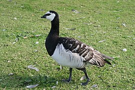 Gâscă călugăriță (Branta leucopsis)