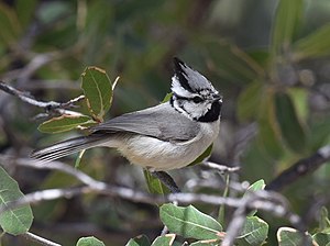 Bridled Titmouse (34056421665).jpg