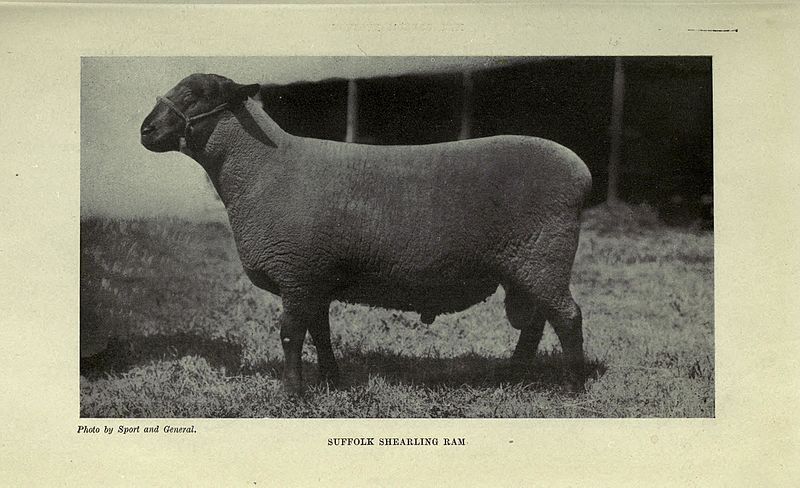 File:British sheep and shepherding BHL20664100.jpg