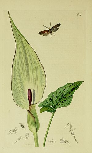 Illustration from John Curtis's British Entomology Volume 6 Britishentomologyvolume6Plate607.jpg