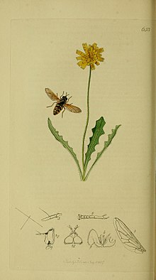 Britishentomologyvolume8Plate653.jpg