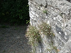 E. karvinskianus sur le vieux pont de la rivière (Staverton, Pays-Bas)